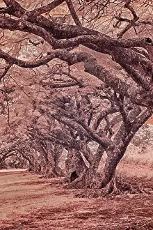 Rows: USA, Hawaii, Kauai, Infrared Island of rows of trees