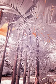Hawaii: USA, Hawaii, Kauai, Infrared of palm trees of Kauai