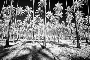 Hawaii: USA, Hawaii, Kauai, Infrared of palm trees of Kauai