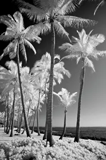 Hawaii: USA, Hawaii, Kauai, Infrared of palm trees of Kauai