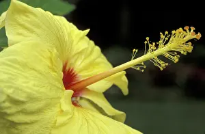 Photographic: USA, Hawaii, Maui, Hibiscus