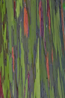 Eucalyptus: USA, Hawaii, Maui. Rainbow eucalyptus