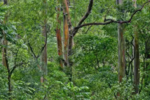 Eucalyptus: USA, Hawaii, Maui. Rainbow eucalyptus forest