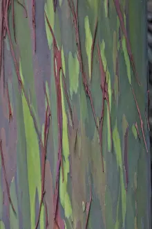 Eucalyptus: USA, Hawaii, Maui. Rainbow eucalyptus tree trunk