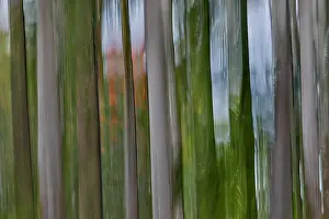 Blur: USA, Hawaii, Maui. Rainbow eucalyptus tree trunks