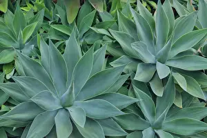 Hawaii: USA, Hawaii, Maui. Tropical garden and blue green