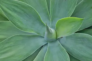 Hawaii: USA, Hawaii, Maui. Tropical garden and blue green
