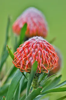 Focus: USA, Hawaii, Maui. Tropical garden with orange Protea