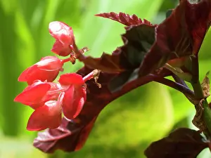 Hawaiian: USA, Hawaii, Oahu. A'ali'i flower
