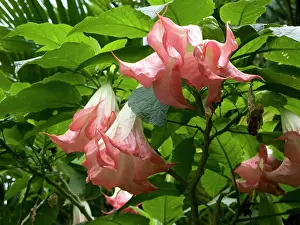 Trumpet: USA, Hawaii, Oahu. A Angel's Trumpet flower