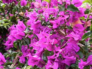 Bougainvillea: USA, Hawaii, Oahu. Bougainvillea flowers