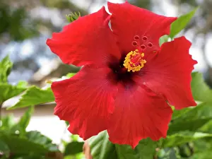 Hawaiian: USA, Hawaii, Oahu. The Hibiscus is the official