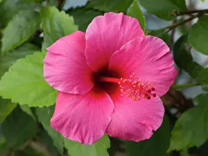 Hawaiian: USA, Hawaii, Oahu. The Hibiscus is the official