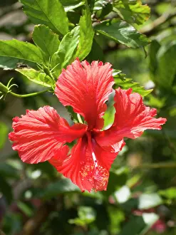 Mallow: USA, Hawaii, Oahu. A type of Hibiscus flower