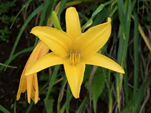 University: USA, Hawaii, Oahu. A type of Lily flower