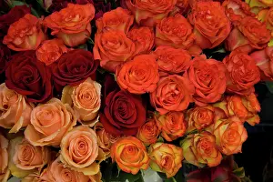 Roses: USA, Hawaii. Roses