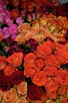 Roses: USA, Hawaii. Roses