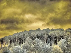 Grove: USA, Idaho, Aspens a with clouds