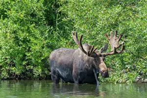 Teton: USA, Idaho. Bull Moose in Teton River