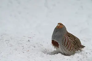 Idaho: USA, Idaho. Hungarian partridge often visit the dropping