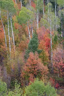 Highway: USA, Idaho, Liberty. Mink Creek, Highway 36, hillside