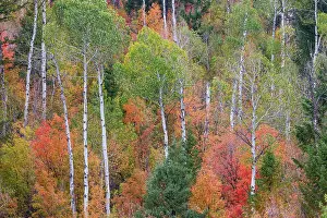 Highway: USA, Idaho, Liberty. Mink Creek, Highway 36, hillside
