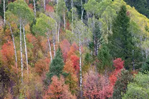 Highway: USA, Idaho, Liberty. Mink Creek, Highway 36, hillside