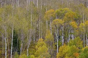 Highway: USA, Idaho, Liberty. Mink Creek, Highway 36, Aspen