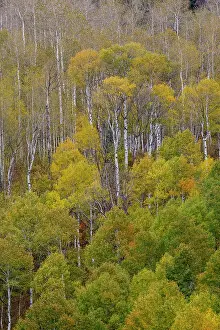 Highway: USA, Idaho, Liberty. Mink Creek, Highway 36, Aspen