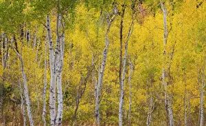 Highway: USA, Idaho, Liberty. Mink Creek, Highway 36, Aspen
