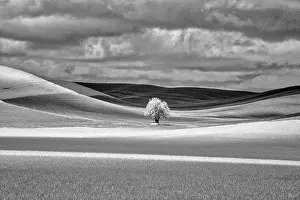 Away: USA, Idaho, Palouse Country, Lone tree and Infrared
