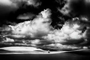 Away: USA, Idaho, Palouse Country, Small tree in wheat