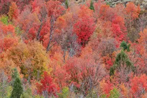 Hillside: USA, Idaho. St. Charles along Green Canyon Road