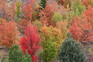 Hillside: USA, Idaho. St. Charles along Green Canyon Road
