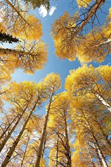 Populus: USA, Idaho, Targhee National Forest. Looking up