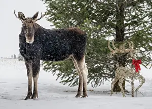 Decorated: USA, Idaho. Young bull moose and a decorated Christmas