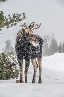 Storm: USA, Idaho. Young bull moose portrait in a snow