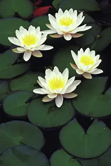 Scan: USA, Indiana. Hybrid water lilies