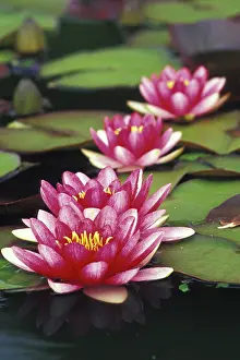Scan: USA, Indiana. Hybrid water lilies