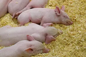 Sleeping: USA, Indiana, Indianapolis. Sleeping pink piglets