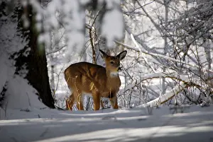 Features: USA, Indianapolis, Indiana, Eagle Creek City Park