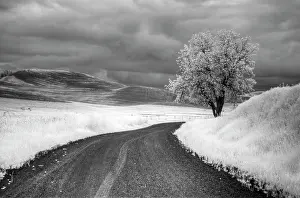 Wheat: USA, Infrared Palouse fields, Backroad and Tree