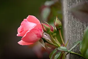 Scheufler: USA, Kansas, Pink Tea Cup Rose