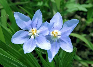 Fragile: USA, Kansas, Prairie Flower