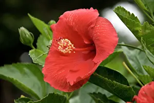 Scheufler: USA, Kansas, Red Hibiscus