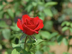 Leafy: USA, Kansas, Red Rose