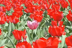 Crowded: USA, Kansas, Red Tulips with one Pink Tulip