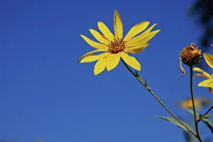 Scheufler: USA, Kansas, Sunflower against Blue Sky