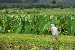 Ibis: USA, Kauai, Hawaii. Cattle Egret forages in field