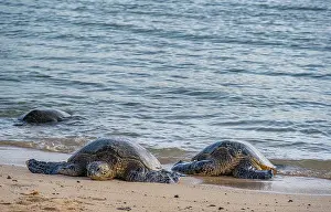 Turtles: USA, Kauai, Hawaii. Endangered green sea turtles